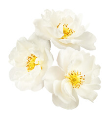 Wall Mural - Beautiful white English rose falling in the air isolated on white background.