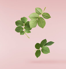 Wall Mural - Beautiful green English rose leaves falling in the air isolated on pink background.