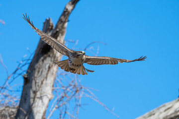 red-tailed hawk in flight.