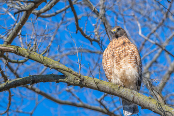 closeup of a red-tailed hawk.