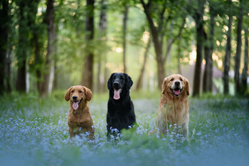 golden retriever in the park