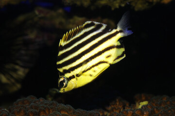 Canvas Print - Footballer, Convict fish, or stripey (Microcanthus strigatus)	