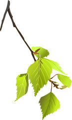 branch of a birch
