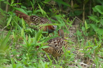 Wall Mural - chinese partridge in a grass field