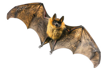 A diverse array of bat species including common pipistrelles, little red flying fox, and more are seen in their natural wood habitat. Detailed close-ups capture the unique characteristics of each.