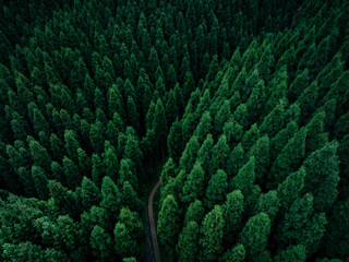 Wall Mural - Aerial view of beautiful forest mountain landscape