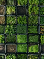 Poster - A top-down view showcasing a microgreen farm with rows of trays filled with various types of microgreens. Generative AI