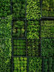 Poster - A top-down view of a microgreen farm with rows of trays filled with various types of microgreens, showcasing the different stages of growth and the diversity of the microgreens. Generative AI