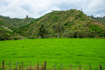 Wall Mural - Sheep Pasture in Taranaki Region - New Zealand