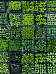 Poster - An aerial view of a microgreen farm showcasing trays filled with various types of growing microgreens. Generative AI