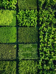 Poster - A top-down view of a microgreen farm with multiple rows of trays filled with various types of microgreens. Generative AI