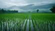 © The 2R Artificiality - Rice Field Appears Lovely in the Rainy Season