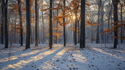 Poster - Forest View in Winter