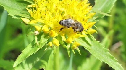 Aufkleber - The bee collect nectar from the flowers of the Rhodiola rosea. 