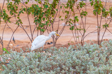 Wall Mural - Western cattle egret (Bubulcus ibis) in winter plumage hunting for insects.