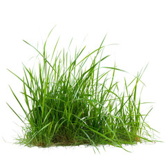 Poster - A bunch of grass is on a white background