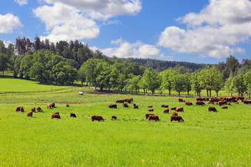 Hereford cattle summer grazing in lush green pasture under beautiful sky in the Finnish countryside.