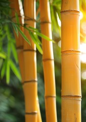 Poster - Golden bamboo stems illuminated by the warm light of sunset, creating a tranquil and serene atmosphere. Suitable for nature-themed backgrounds or zen-inspired designs.