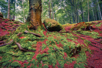 Poster - Vivid summer scene of foliage trees forest with huge roots and green moss. Fantastic morning view of popular tourist destination - Protyete Kaminya, Carpathian mountains, Ukraine, Europe.