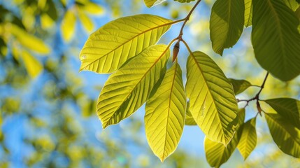 Sticker - Close up view of the stunning walnut leaves with a blue sky backdrop and yellow green foliage in a fruit orchard