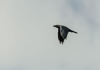 Wall Mural - raven silhouette in flight on the sky