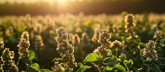 Wall Mural - A buckwheat field comes alive under the summer sun