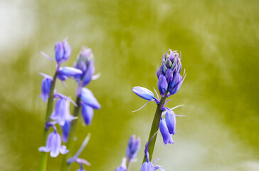 Wall Mural - Purple harebell flowers. Flowering plant close-up. Hyacinthoides. Bluebell.
