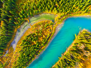 Wall Mural - drone view of the river in the forest. an aerial view of an woods. winding river among the trees. tu