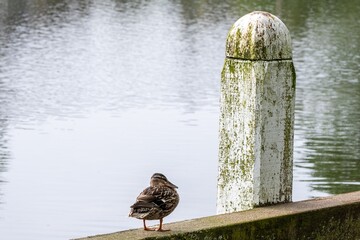 Landing stage and a duck on a canal