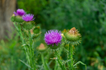 Wall Mural - Several blooming purple flowers with spines. Blurred grass on background. Thistle, Onopordum acanthium.