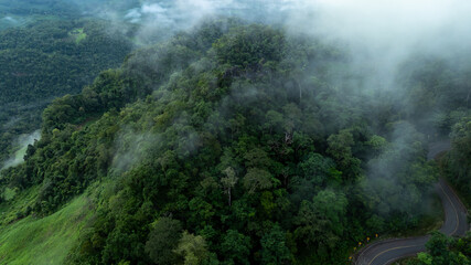 Wall Mural - Beautiful mountain curve asphalt road, Trees green foliage in fog, Morning mist mountain in rural jungle forest, Road In beautiful green forest and low cloud.