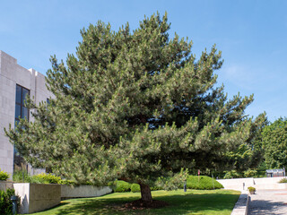 A large tree with horizontal to slightly overhanging branches. In old age, the crown takes on a pyramidal shape.