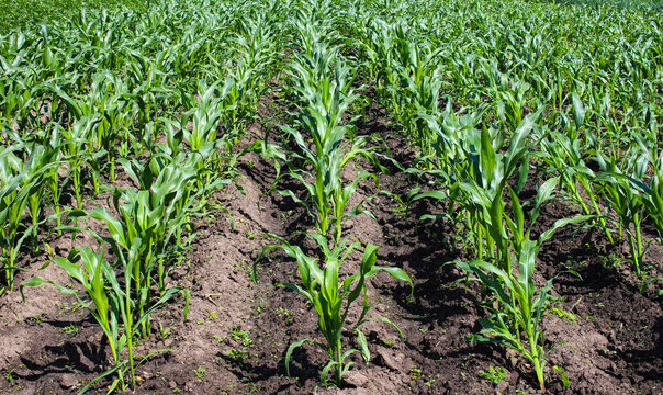 A field of green young corn growing in the ground, close-up. Organically grown corn plantations in the garden. Selective focus. Concept of good harvest, world food crisis.