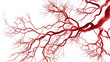 © PNG Kingdom  - Blood system on white isolated transparent background