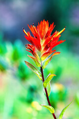 Wall Mural - Flowering Indian paintbrush on a meadow