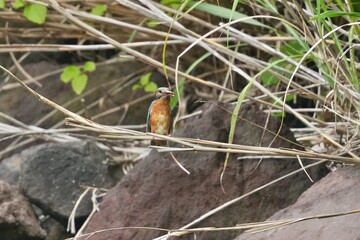 Wall Mural - common kingfisher in a pond