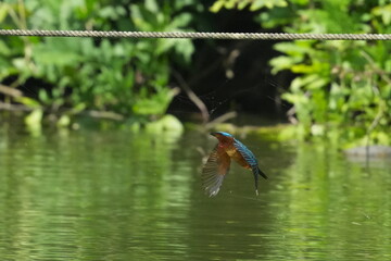 Sticker - common kingfisher in a pond