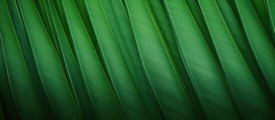 Aufkleber - A green tropical Palm leaf with a textured pattern captured in a close up The image shows the abstract seamless green leaves on a natural background with copy space