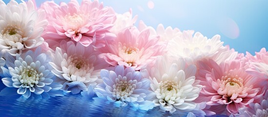 Fototapete - Copy space image of a beautiful bouquet of chrysanthemums with vibrant blue and pink colors set against a flower filled background Perfect for celebrating Mother s and Women s Day
