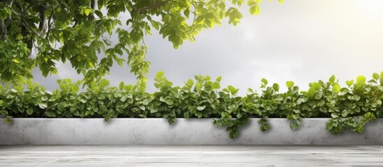 Poster - A calm corner garden terrace features a modern interior style with a white cement wall background adorned by an ivy green creeper plant The serene outdoor environment creates a natural ambiance offer