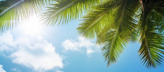 Poster - A tropical landscape with sunny rays illuminating palm tops on a blue sky background creating a sunny and relaxing ambiance for a tropical vacation The image features lush green palm tree branches en