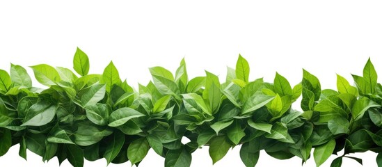 Poster - A border of green leaves isolated on a white background without any shadows It evokes the refreshing vibes of spring and summer Perfect for a copy space image