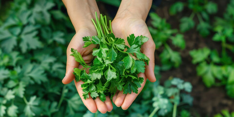 Wall Mural - Freshly Picked Parsley in Gardeners Hands. A close-up of hands holding freshly picked parsley with lush green leaves in the background.