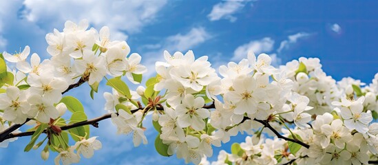 Leinwandbilder - A close up photo of vibrant white apple tree flowers with petals pistils stamens buds and leaves set against a blue sky with clouds offering ample space for copy