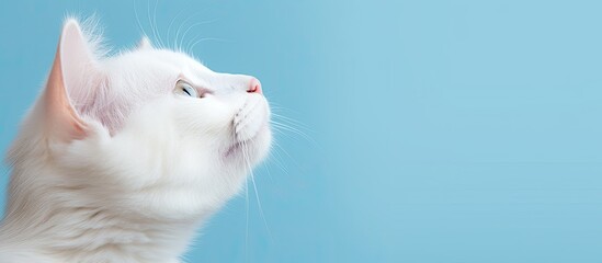 Canvas Print - Close up of a white cat s head with its face turned upwards being held by a hand The cat is isolated on a blue background leaving ample space for additional content