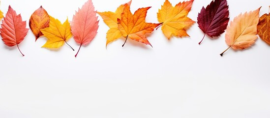Aufkleber - Autumn leaves create a composition on a white background forming a frame The arrangement is captured from a top down view and there is ample copy space It evokes the essence of Thanksgiving and Hallo