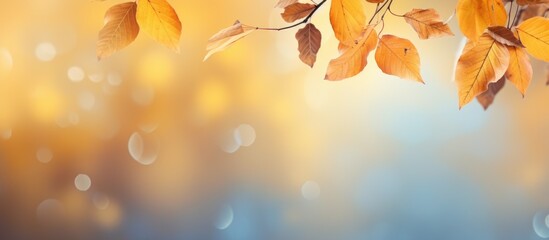 Poster - A captivating autumn background with a blurred bokeh effect showcases a scenic landscape filled with vibrant trees falling leaves and the vast sky The image features a stunning array of yellow autumn