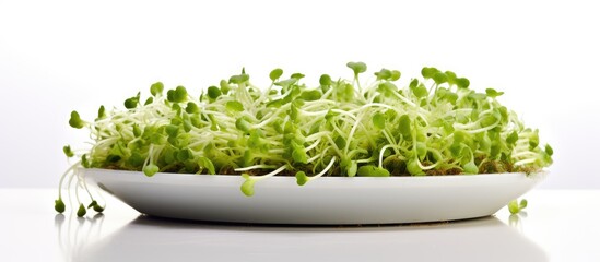 Wall Mural - A fresh plate of organic broccoli sprouts on a white surface with ample copy space to showcase its nutritious qualities and suitability for a healthy diet