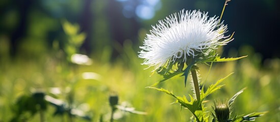 Poster - A vibrant afternoon light illuminates a close up of a white Sow thistle a common flowering plant weed providing ample copy space for the image