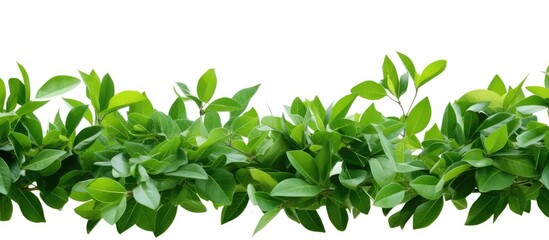 Poster - A border of green leaves isolated on a white background without any shadows It evokes the refreshing vibes of spring and summer Perfect for a copy space image